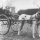 Illustration for article titled Vintage Photos Reveal Century-Long Obession with Dressing Up Pets